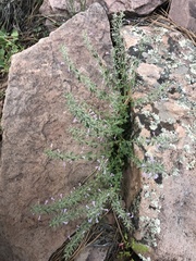 Hedeoma oblongifolia