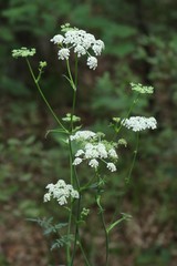 Angelica czernaevia