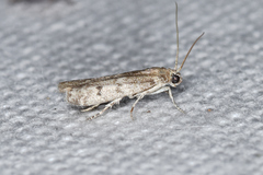 Eurythmia angulella
