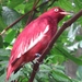 Pompadour Cotinga - Photo (c) beautifulcataya, some rights reserved (CC BY-NC-ND)