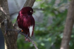Pompadour Cotinga photo 4