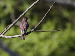 Pompadour Cotinga photo 5