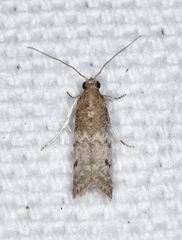 Eurythmia angulella