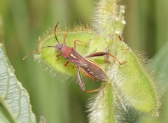 Mirperus jaculus