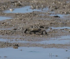 Venitus latreillei