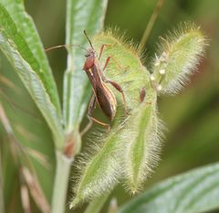 Mirperus jaculus