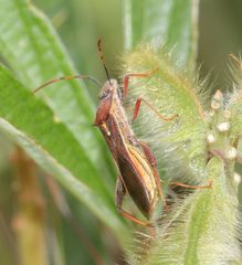 Mirperus jaculus