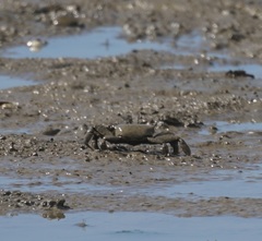 Venitus latreillei