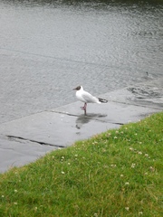 Chroicocephalus ridibundus