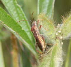 Mirperus jaculus