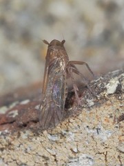 Pareuidella