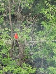 Cardinalis cardinalis