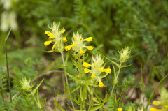 Melampyrum barbatum