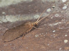 Nyctiophylax
