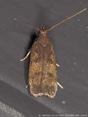 Glyphidocera juniperella
