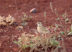 Anthus cinnamomeus