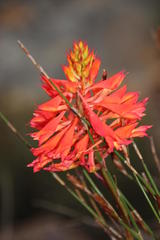 Disa ferruginea