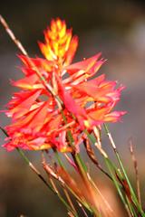 Disa ferruginea