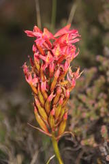 Disa ferruginea