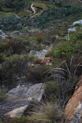 Disa ferruginea