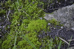 Tortella humilis