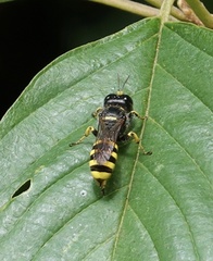 Ectemnius cephalotes