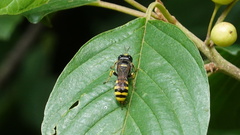 Ectemnius cephalotes