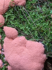 Tubifera magna