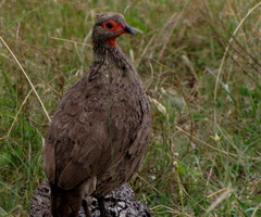 Pternistis swainsonii swainsonii