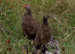 Pternistis swainsonii swainsonii