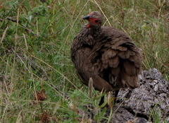 Pternistis swainsonii swainsonii
