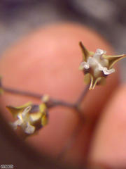 Eriospermum capense capense