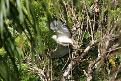 Buteogallus lacernulatus