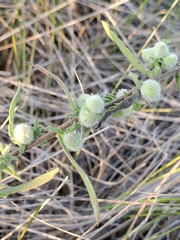 Rhopalomyia gemmaria