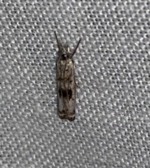 Microcrambus minor
