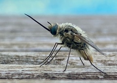 Bombylius minor