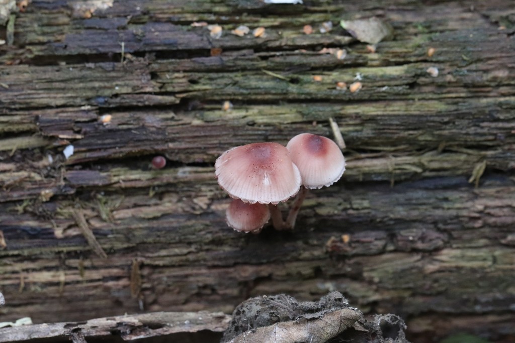 Mycena haematopus · August 2021 · photo: © ninacourlee (iNaturalist, cc-by)