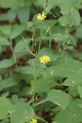 Lactuca triangulata