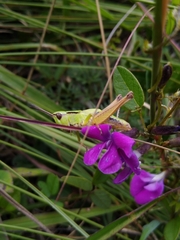 Phaneroturis tantillus