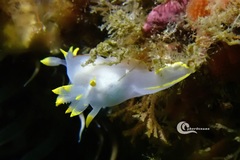 Polycera kernowensis