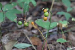 Convallaria keiskei