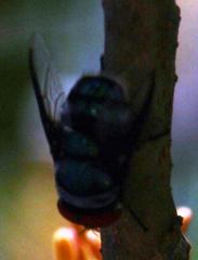 Chrysomya marginalis