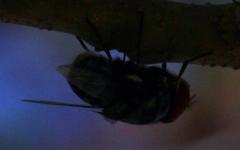 Chrysomya marginalis