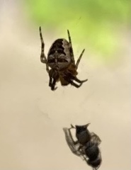 Araneus diadematus