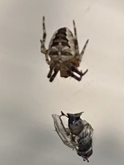 Araneus diadematus