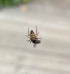 Araneus diadematus