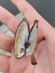 Pyganodon lacustris