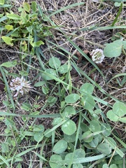 Trifolium repens
