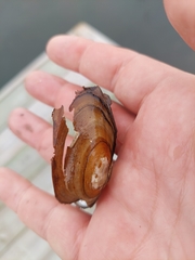 Pyganodon lacustris