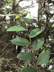 Ulmus uyematsui